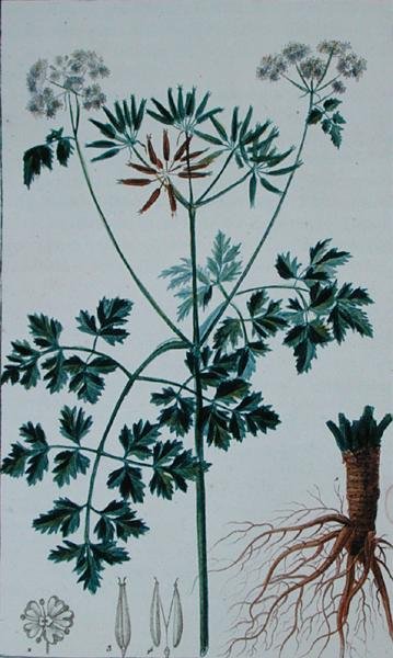Chervilt ábrázoló botanikai tábla, Francois Pierre Chaumeton (1775-1819) „Flore du Dictionnaire des sciences medicales” című művéből, 1813-1820 között (színes metszet) alkotó: Pierre Jean Francois (after) Turpin