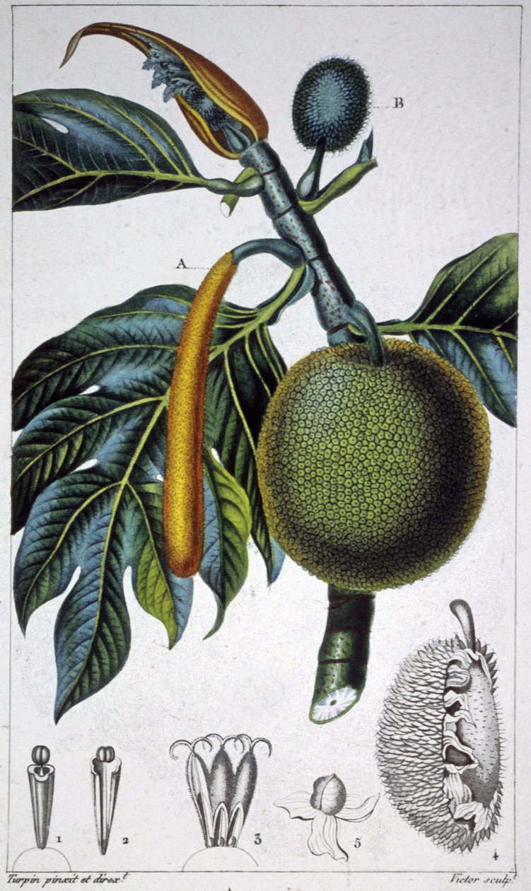 Kenyérgyümölcs alkotó: Pierre Jean Francois (after) Turpin