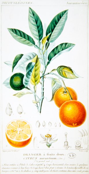 Citrus Aurantium vagy Sevilla Orange, 1820 körül (színes gravírozás) alkotó: Pierre Jean Francois (after) Turpin