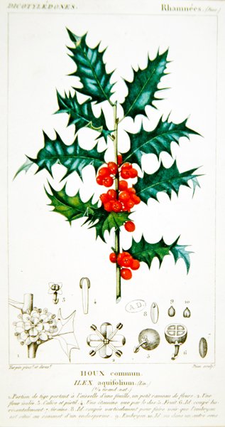 Holly (Ilex aquifolium) botanikai lemez, 1820 körül (színes litó) alkotó: Pierre Jean Francois (after) Turpin