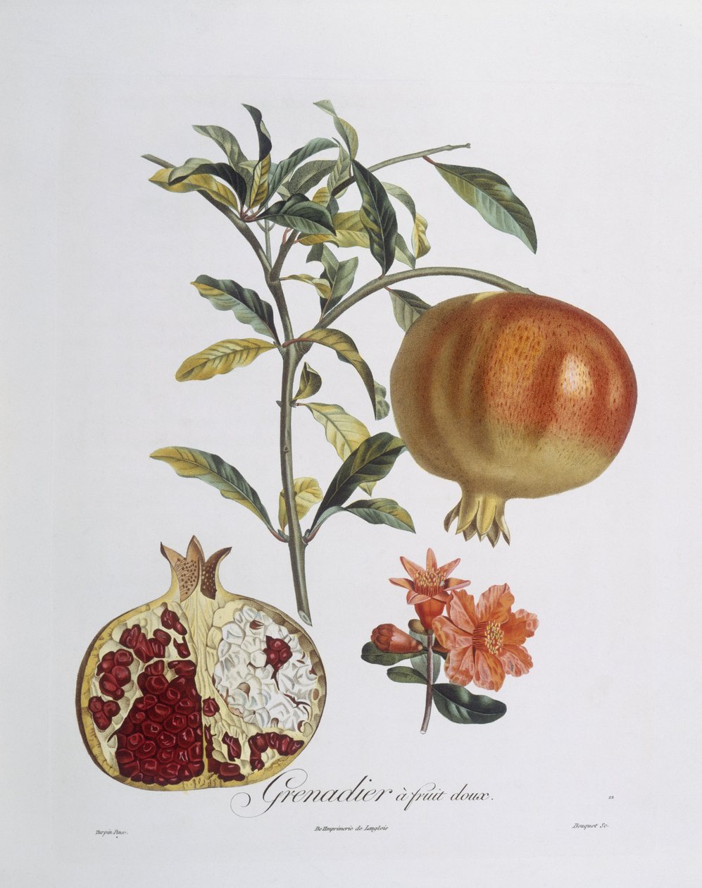 Gránátalma (Punica granatum) Henry Louis Duhamel du Monceau gravírozása (színes metszet) alkotó: Pierre Jean Francois (after) Turpin