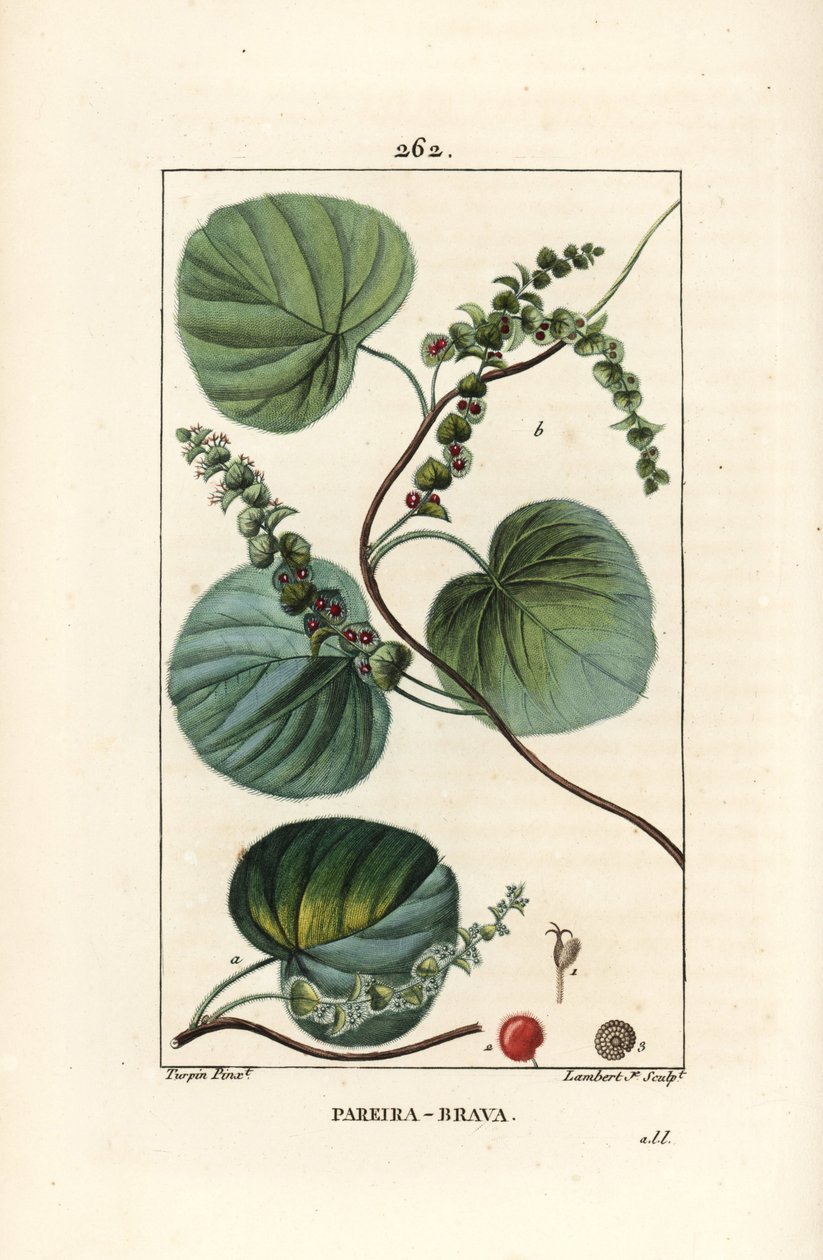 Abuta - Vad szőlő vagy abuta, Cissampelos pareira, virággal, levéllel, indával és terméssel. Lambert Junior kézi csíkos rézmetsze Pierre Jean-Francois Turpin rajzából Chaumetonból, Poiret és Chamberet „” La Flore Medicale” című művéből” alkotó: Pierre Jean Francois Turpin