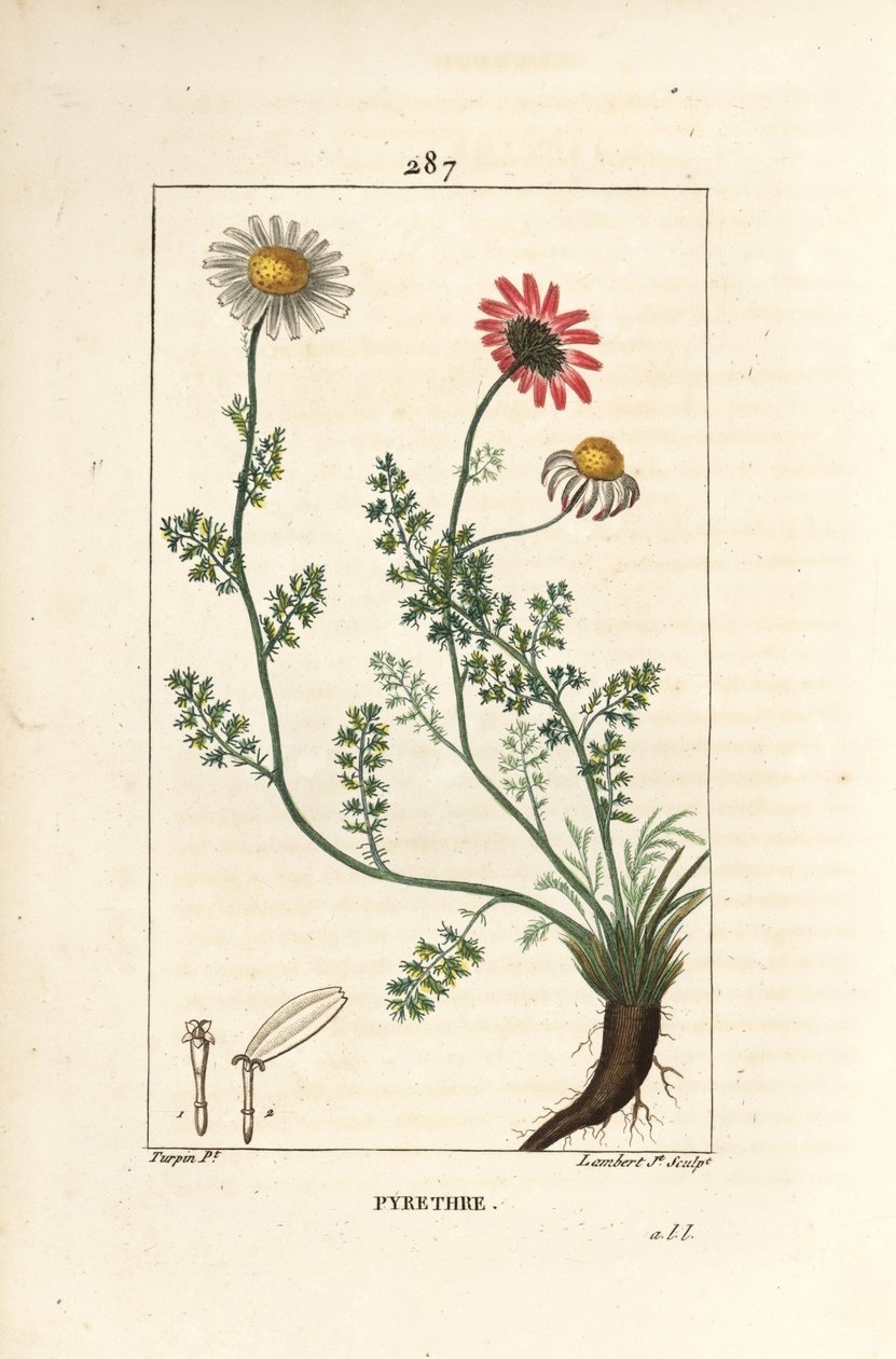 Afrikai pirethrum - Spanyolország Pellitory, Anthemis pyrethrum (Anacyclus pyrethrum) virágokkal, levelekkel, szárral és gyökerekkel. Lambert Junior kézi csíkos rézmetszet Pierre Jean-Francois Turpin rajzából, Chaumeton, Poiret és Cham alkotó: Pierre Jean Francois Turpin