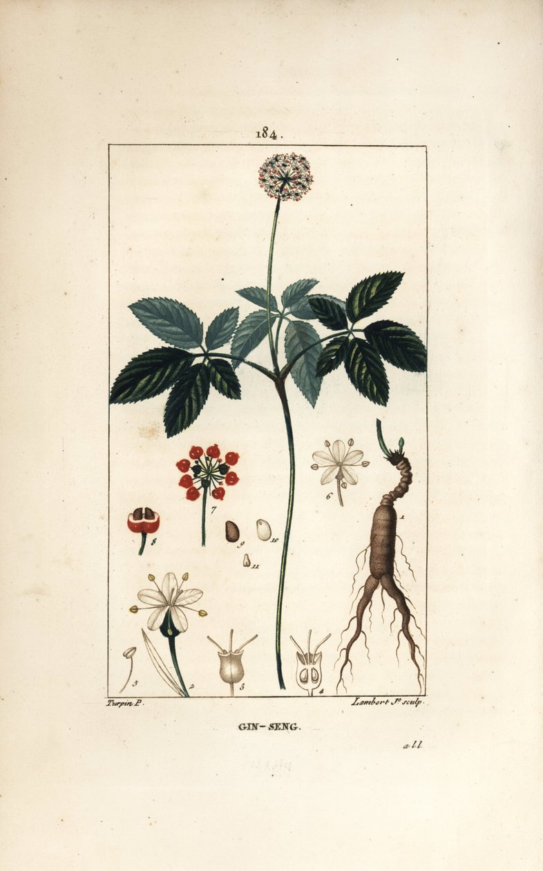 Amerikai ginzeng vagy cinq szórólapok - Ginseng, Panax quinquefolium, virággal, levéllel, maggal és gyökérrel. Lambert Junior kézi csíkos rézmetszet Pierre Jean-Francois Turpin rajzából Chaumetonból, Poiret és Chamberet "" La Fl. alkotó: Pierre Jean Francois Turpin