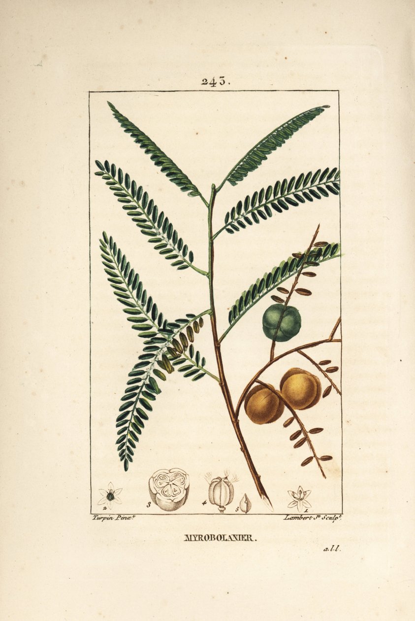Amla (amala, amalaki), nepáli vagy indiai ribizli, myrobolan emblique - nepáli vagy indiai egres, Phyllanthus emblica, levél, gyümölcs és mag. Lambert Junior kézi csíkos rézmetszet Pierre Jean-Francois Turpin rajzából innen alkotó: Pierre Jean Francois Turpin