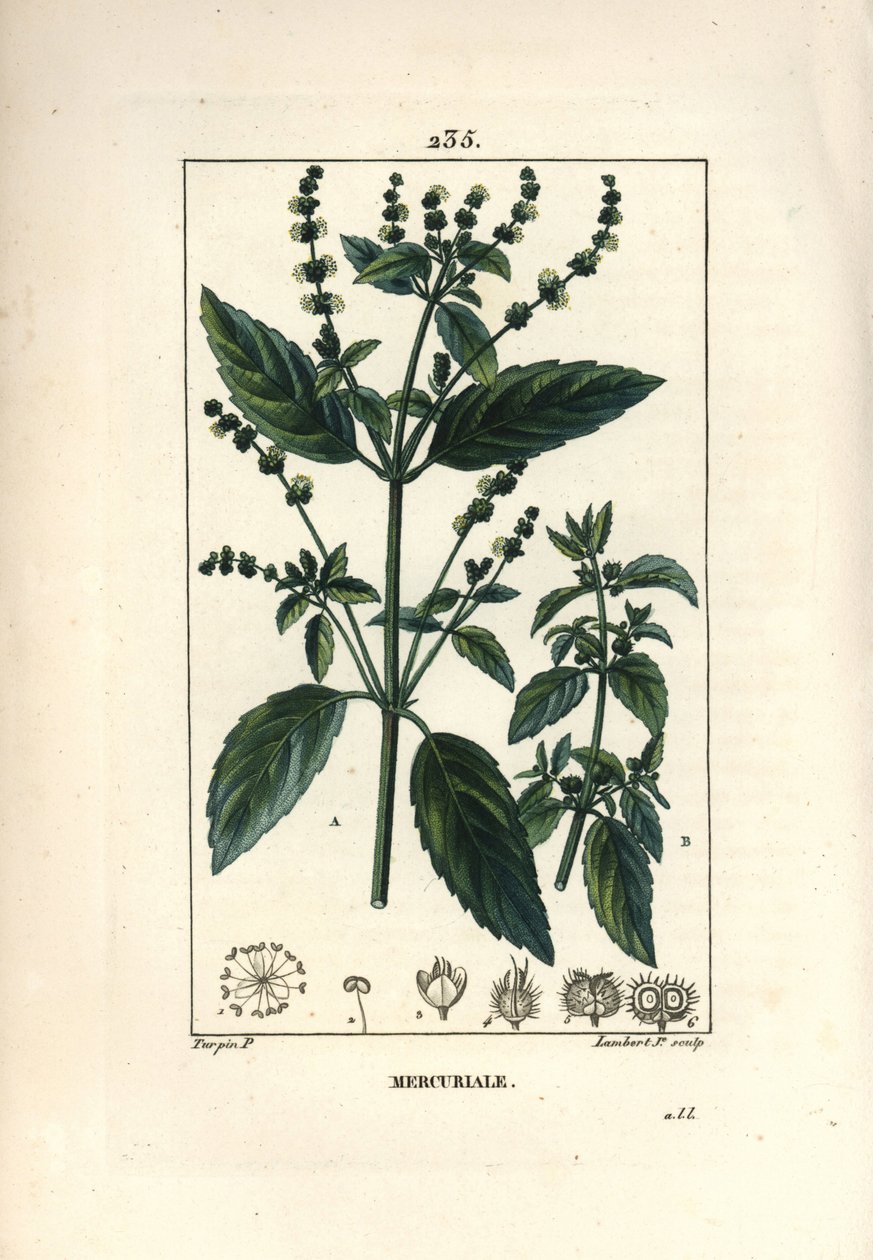Egynyári Mercuriale - Mercurial, Mercurialis annua. Lambert Junior kézi csíkos rézmetszet Pierre Jean-Francois Turpin rajzából Chaumetonból, Poiret és Chamberet „” La Flore Medicale” című művéből, Paris, Panckoucke alkotó: Pierre Jean Francois Turpin
