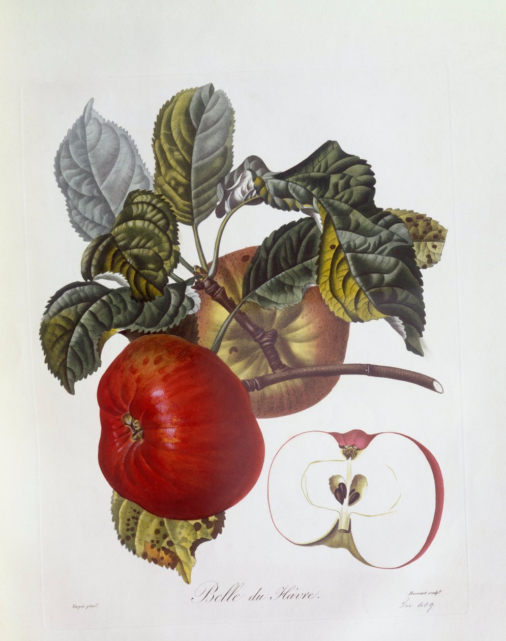 Alma "Belle du Havre", Henry Louis Duhamel du Monceau, botanikai lemez Pierre Jean Francois Turpintól alkotó: Pierre Jean Francois Turpin