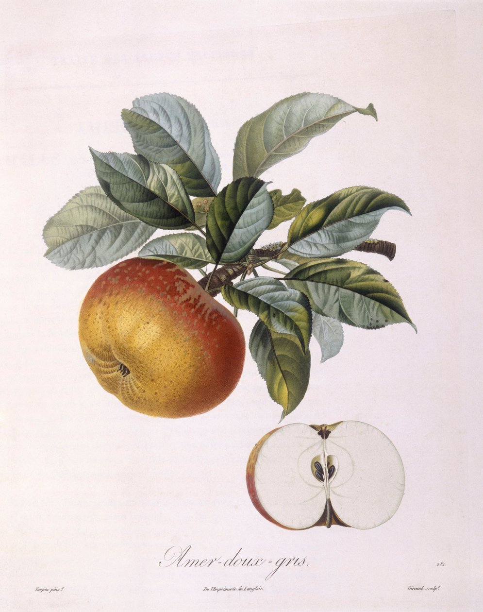 Alma "Sweet Bitter Grey" Henry Louis Duhamel du Monceau, Pierre Jean Francois Turpin botanikai tányérja alkotó: Pierre Jean Francois Turpin