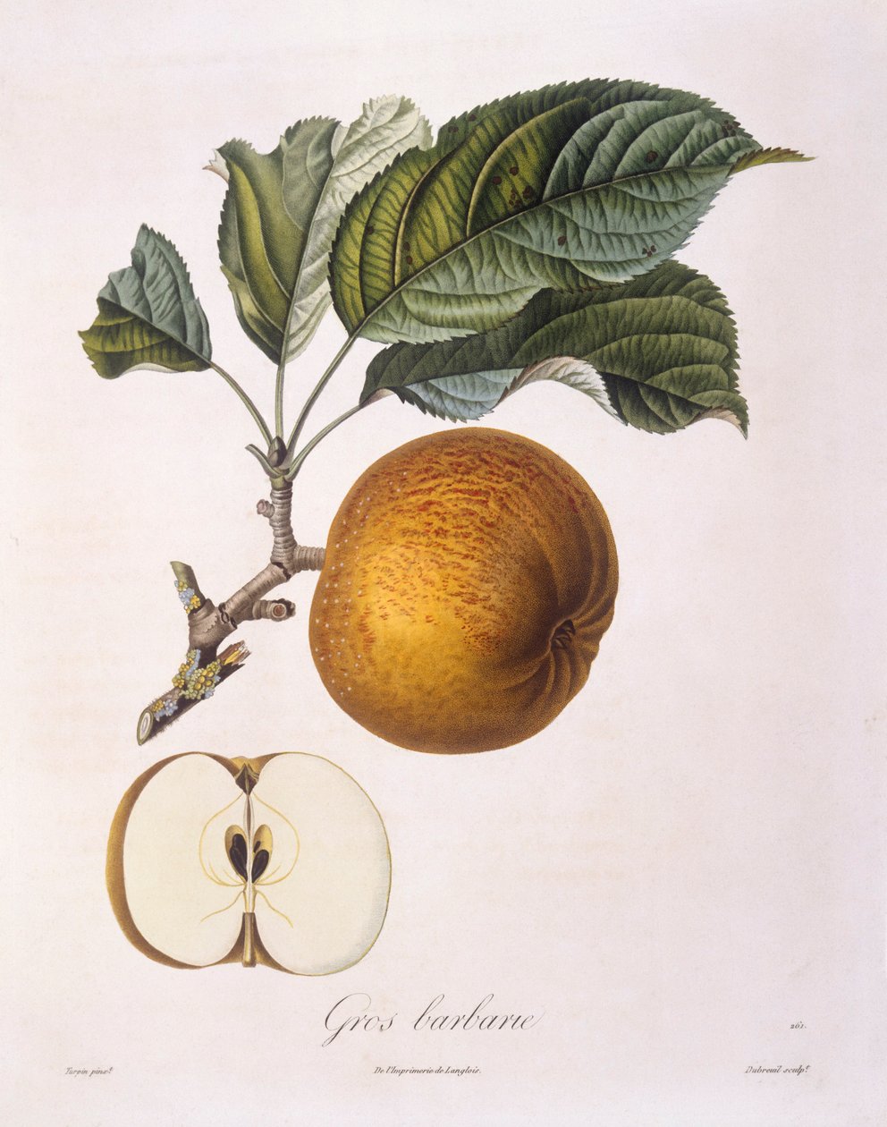 Alma "Gros barbarie" Henry Louis Duhamel du Monceau, botanikai lemez Pierre Jean Francois Turpintól alkotó: Pierre Jean Francois Turpin