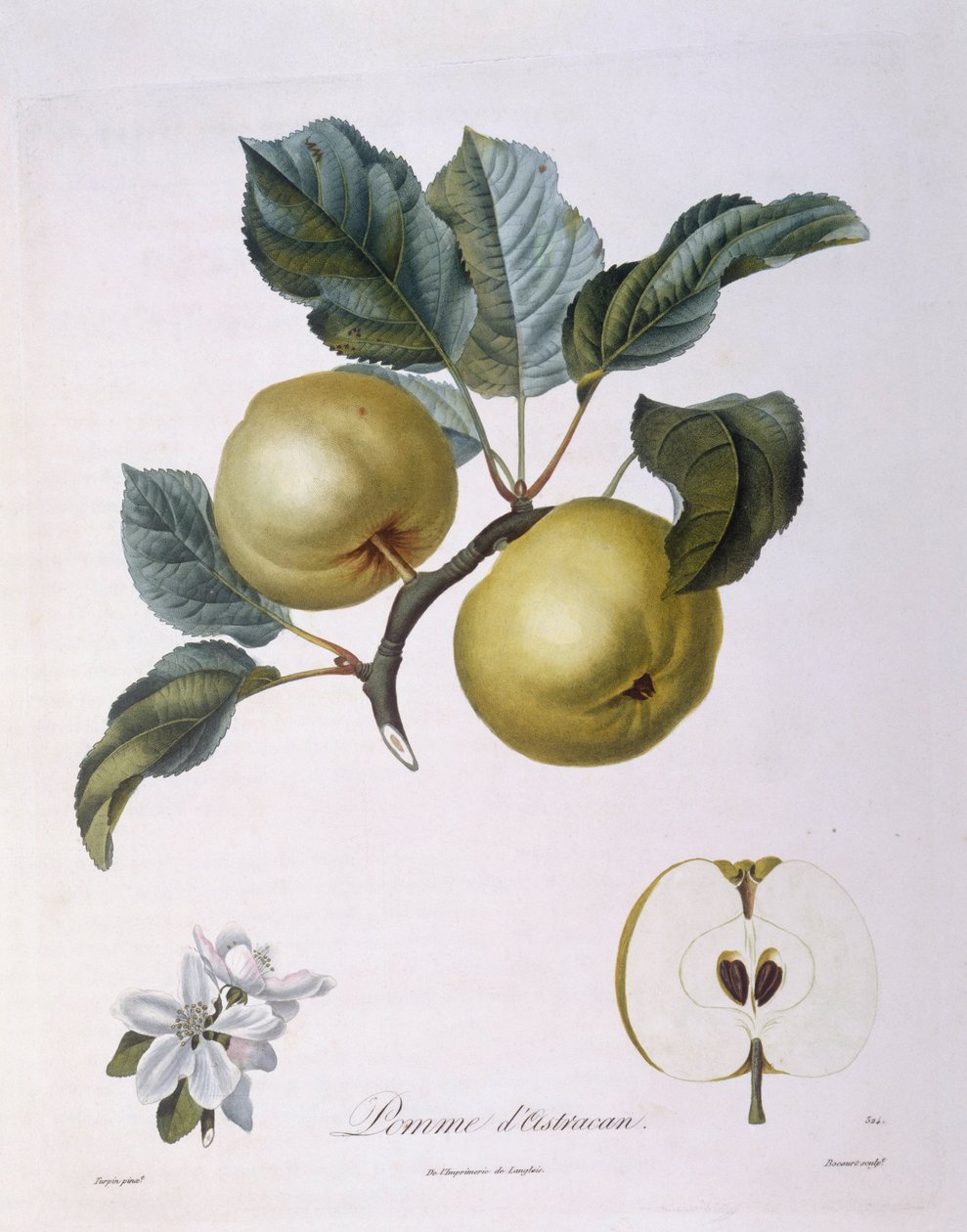 Alma "Pomme d
