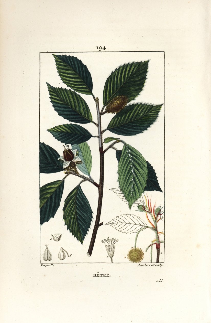 Bükkfa, Fagus sylvatica. Lambert Junior kézi csíkos rézmetszet Pierre Jean-Francois Turpin rajzából Chaumetonból, Poiret és Chamberet „” La Flore Medicale” című művéből, Paris, Panckoucke alkotó: Pierre Jean Francois Turpin