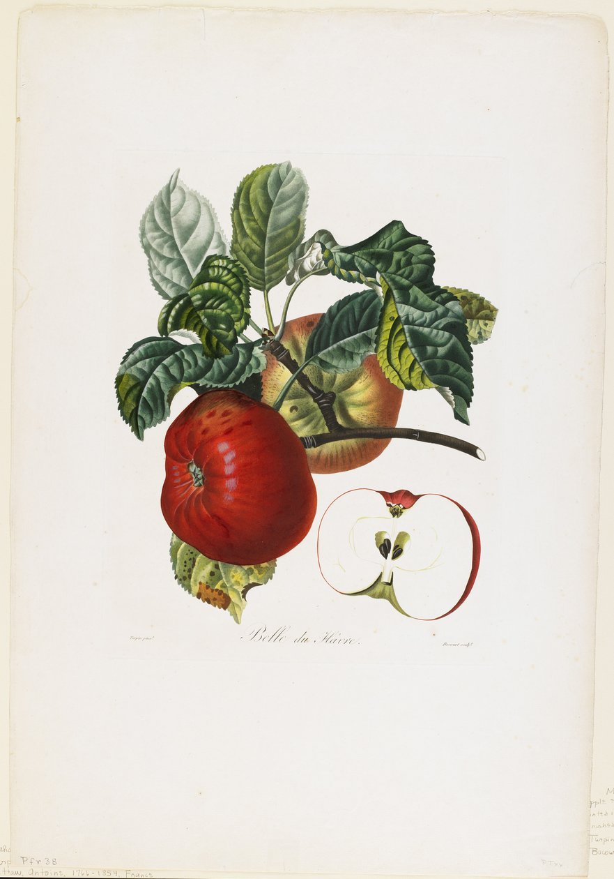 Belle de Havre (alma), a Traite des Arbres Fruitiers, 1807-35-ből (kézzel színezett stiffle-metszet) alkotó: Pierre Jean Francois Turpin