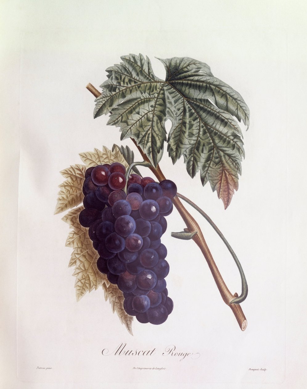 Fekete muskotály szőlő Henry Louis Duhamel du Monceau, botanikai lemez Pierre Jean Francois Turpintól alkotó: Pierre Jean Francois Turpin