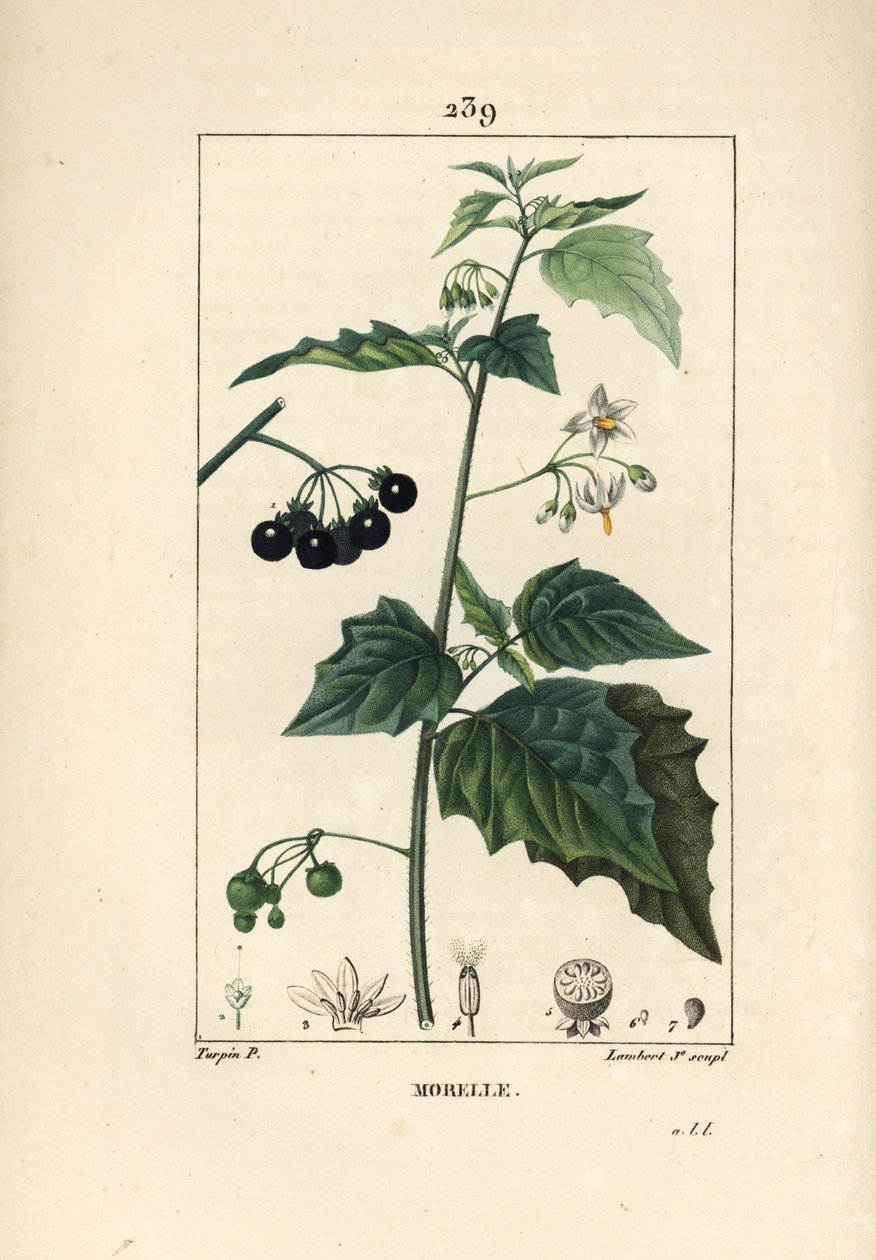 Fekete nadálytő, kutyaölő vagy farkasszőlő - Fekete nadálytő, Solanum nigrum. Lambert Junior kézi csíkos rézmetszet Pierre Jean-Francois Turpin rajzából Chaumetonból, Poiret és Chamberet „” La Flore Medicale”, Párizs, alkotó: Pierre Jean Francois Turpin