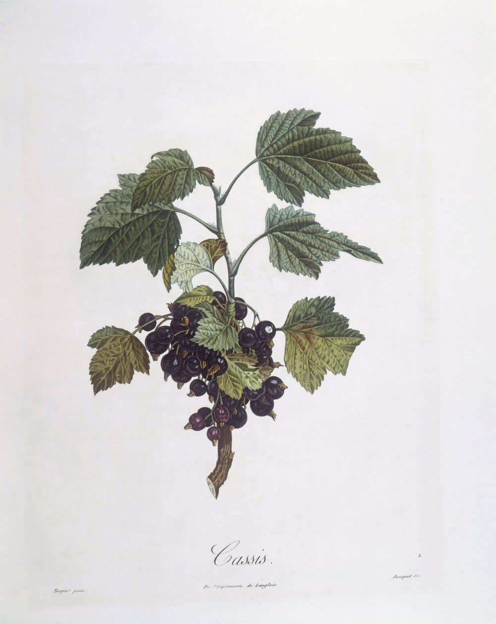Fekete ribizli (Ribes nigrum) vagy feketeribizli Noir de Bourgogne Henry Louis Duhamel du Monceau, Pierre Jean Francois Turpin botanikai tányérja alkotó: Pierre Jean Francois Turpin
