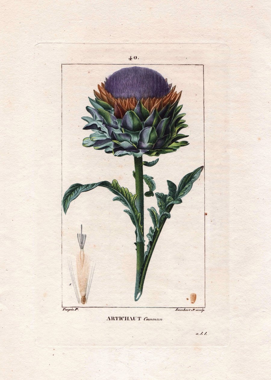 Botanikai: articsóka - Articsóka növény, levelei és virágai, Cynara cardunculus. Lambert kézi színű rézmetszet, Pierre Jean-Francois Turpin rajzából, Chaumetonból, Poiret et Chamberet „” La Flore Medicale” című művéből, Paris, Panckouc alkotó: Pierre Jean Francois Turpin