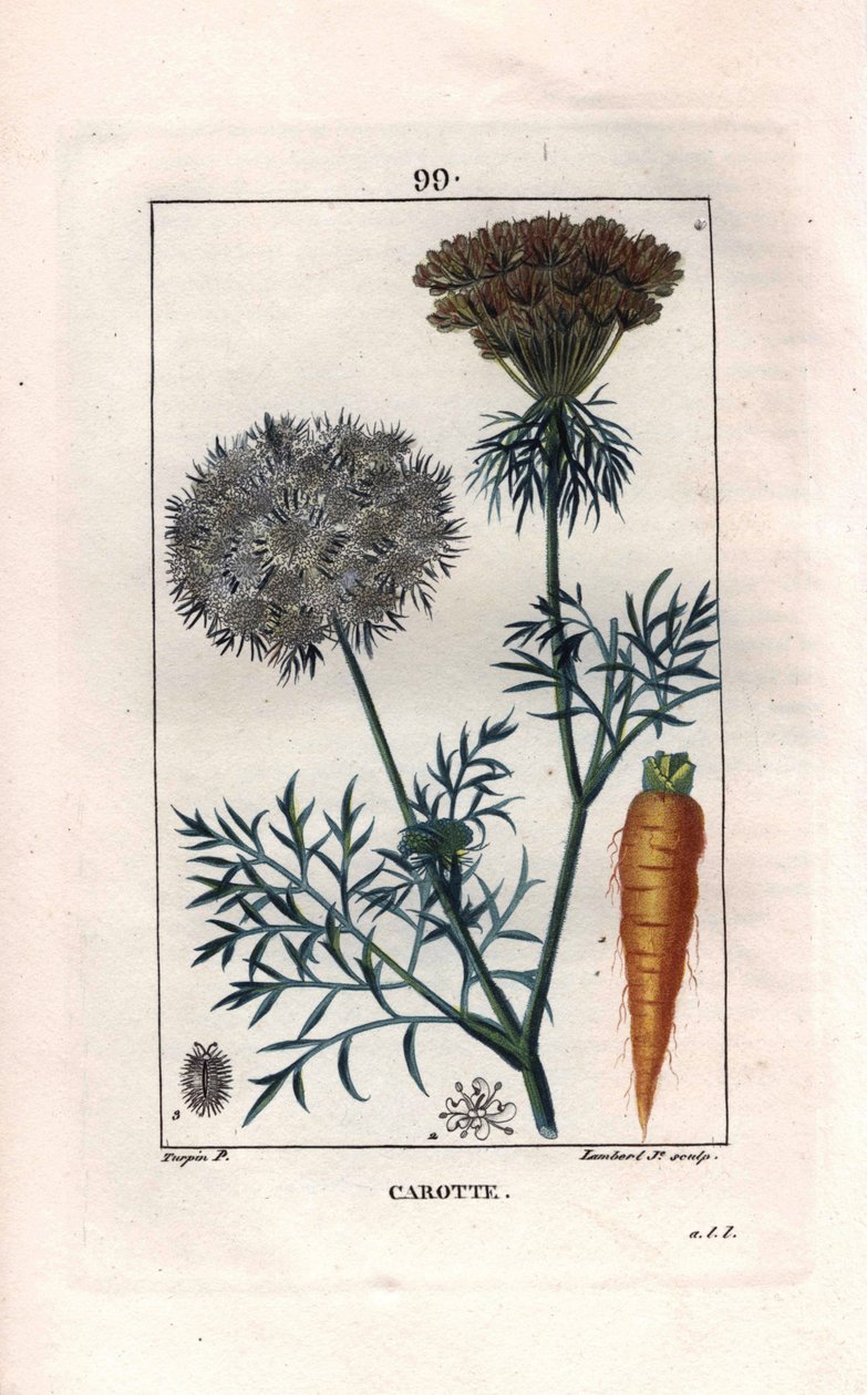 Botanikai: sárgarépa - Sárgarépa gyökér és virág, Daucus carota. Lambert kézzel színezett rézmetszet, Pierre Jean-Francois Turpin Chaumeton rajzából, Poiret et Chamberet „” La Flore Medicale” című művéből, Paris, Panckoucke alkotó: Pierre Jean Francois Turpin