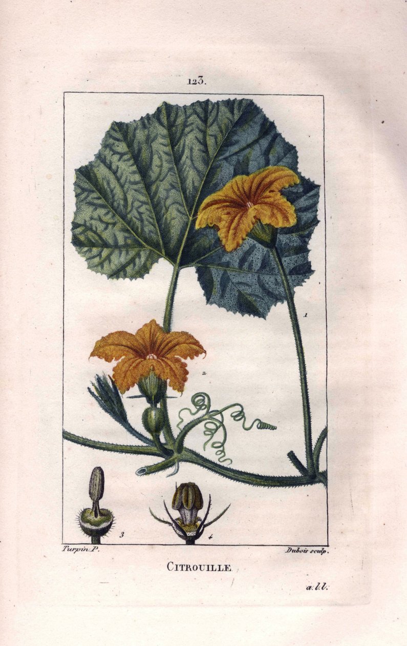 Botanikai: tökvirág - Tökvirág, levél és szőlő, sütőtök, Cucurbita pepo. Lambert kézi színű rézmetszet, Pierre Jean-Francois Turpin Chaumeton rajzából, Poiret et Chamberet „” La Flore Medicale” című művéből, Paris, Panc alkotó: Pierre Jean Francois Turpin