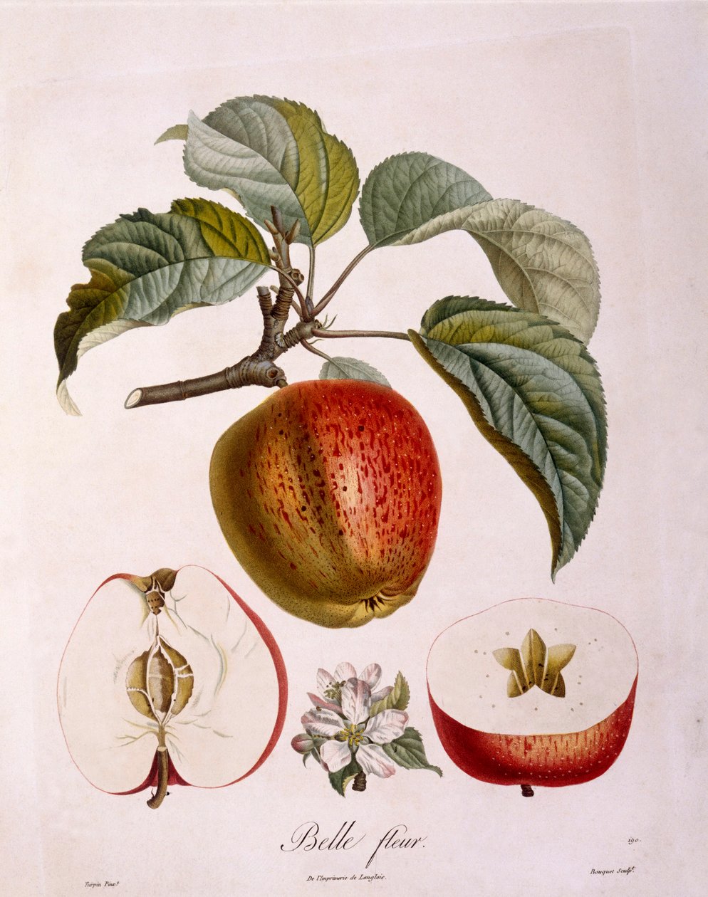 Botanika - Rosaceae - alma „Gyönyörű virág”. (botanikai tábla alkotó: Pierre Jean Francois Turpin