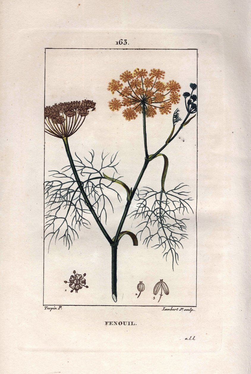 Növénytan: Édeskömény, édeskömény, Foeniculum vulgare. Lambert kézzel színezett rézmetszet, Pierre Jean-Francois Turpin Chaumeton rajzából, Poiret et Chamberet „” La Flore Medicale” című művéből, Paris, Panckoucke alkotó: Pierre Jean Francois Turpin