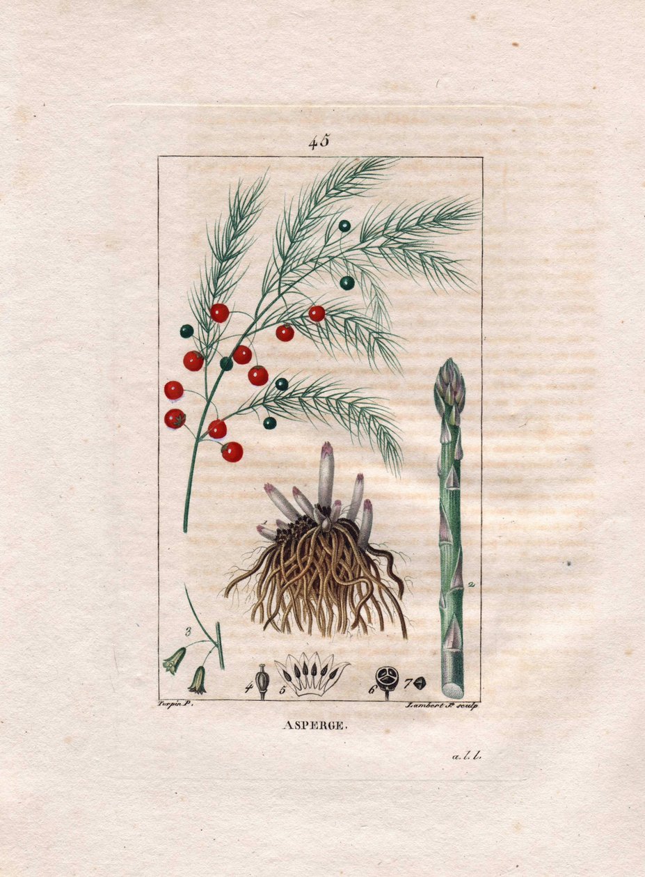 Botanika: spárga - Asparagus gyökér, virág és gyümölcs, Asparagus officinalis. Lambert kézzel színezett rézmetszet, Pierre Jean-Francois Turpin Chaumeton rajzából, Poiret et Chamberet „” La Flore Medicale” című művéből, Paris, Panckoucke alkotó: Pierre Jean Francois Turpin