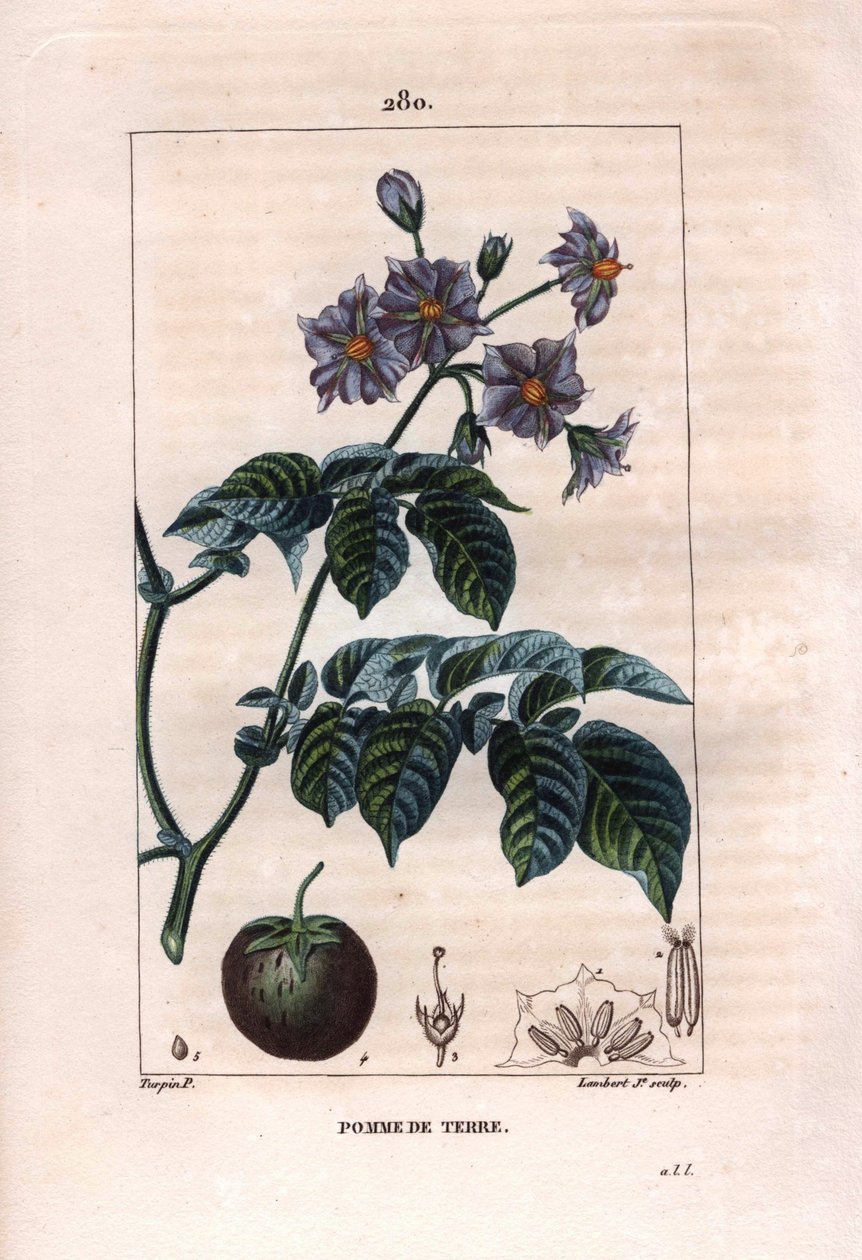 Botanika: burgonya - Burgonya növény, virágok és gyümölcsök, Solanum tuberosum. Lambert kézzel színezett rézmetszet, Pierre Jean-Francois Turpin Chaumeton rajzából, Poiret et Chamberet „” La Flore Medicale” című művéből, Paris, Panckoucke alkotó: Pierre Jean Francois Turpin