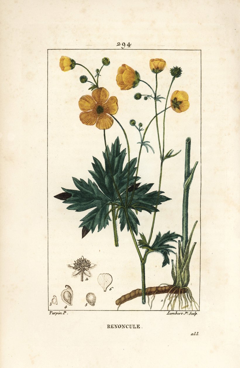 Boglárka – Álló varjúláb, Ranunculus acris, virággal, levéllel, szárral és gyökérrel. Lambert Junior kézi csíkos rézmetszet Pierre Jean-Francois Turpin rajzából Chaumetonból, Poiret és Chamberet „” La Flore Medicale” című művéből, Pa alkotó: Pierre Jean Francois Turpin