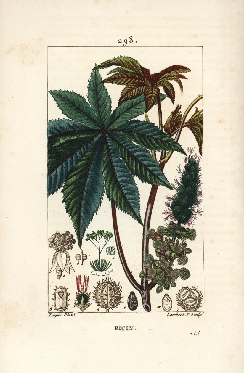 Ricinusolaj növény vagy ricinus, Ricinus communis (Ricinus vulgaris), levéllel, virággal, szárral és maggal. Lambert Junior kézi csíkos rézmetszet Pierre Jean-Francois Turpin rajzából Chaumetonból, Poiret és Chamberet „” La Flo” című művéből alkotó: Pierre Jean Francois Turpin