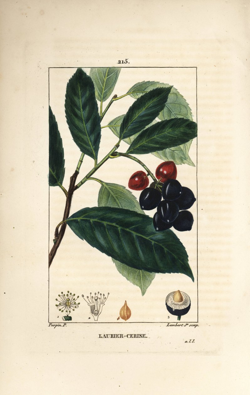 Cseresznye babér - Cseresznye babér, Prunus laurocerasus, levéllel, gyümölccsel és maggal. Lambert Junior kézi csíkos rézmetszet Pierre Jean-Francois Turpin rajzából Chaumetonból, Poiret és Chamberet „” La Flore Medicale”, Párizs, alkotó: Pierre Jean Francois Turpin