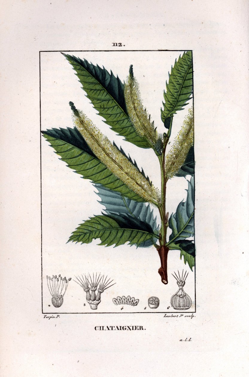 Gesztenyeág - Édes gesztenyefa, Castanea sylvestris. Lambert Junior kézi csíkos rézmetszete Pierre Jean-Francois Turpin Chaumeton rajzából, Poiret et Chamberet „La Flore Medicale”, Párizs, Panckoucke alkotó: Pierre Jean Francois Turpin
