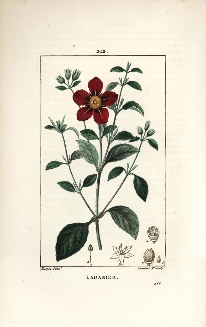 Krétai Cistus - Gum cistus, Cistus creticus. Lambert Junior kézi csíkos rézmetszet Pierre Jean-Francois Turpin rajzából Chaumetonból, Poiret és Chamberet „” La Flore Medicale” című művéből, Paris, Panckoucke alkotó: Pierre Jean Francois Turpin