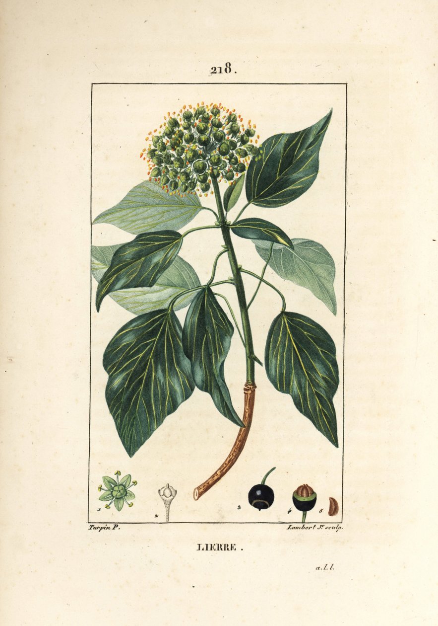 Climbing Ivy - Közönséges borostyán, Hedera helix. Lambert Junior kézi csíkos rézmetszet Pierre Jean-Francois Turpin rajzából Chaumetonból, Poiret és Chamberet „” La Flore Medicale” című művéből, Paris, Panckoucke alkotó: Pierre Jean Francois Turpin