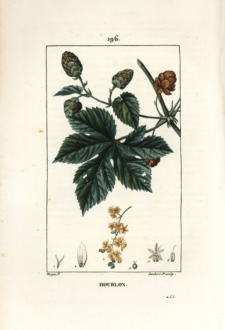 Hegymászó komló - Komló, Humulus lupulus. Lambert Junior kézi csíkos rézmetszet Pierre Jean-Francois Turpin rajzából Chaumetonból, Poiret és Chamberet „” La Flore Medicale” című művéből, Paris, Panckoucke alkotó: Pierre Jean Francois Turpin