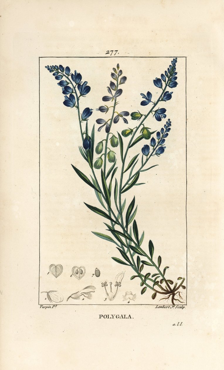 Közönséges tejfű - Tejfű, Polygala vulgaris, virággal, levéllel, szárral és gyökérrel. Lambert Junior kézi csíkos rézmetszet Pierre Jean-Francois Turpin rajzából Chaumetonból, Poiret és Chamberet „” La Flore Medicale”” Pari című művéből alkotó: Pierre Jean Francois Turpin