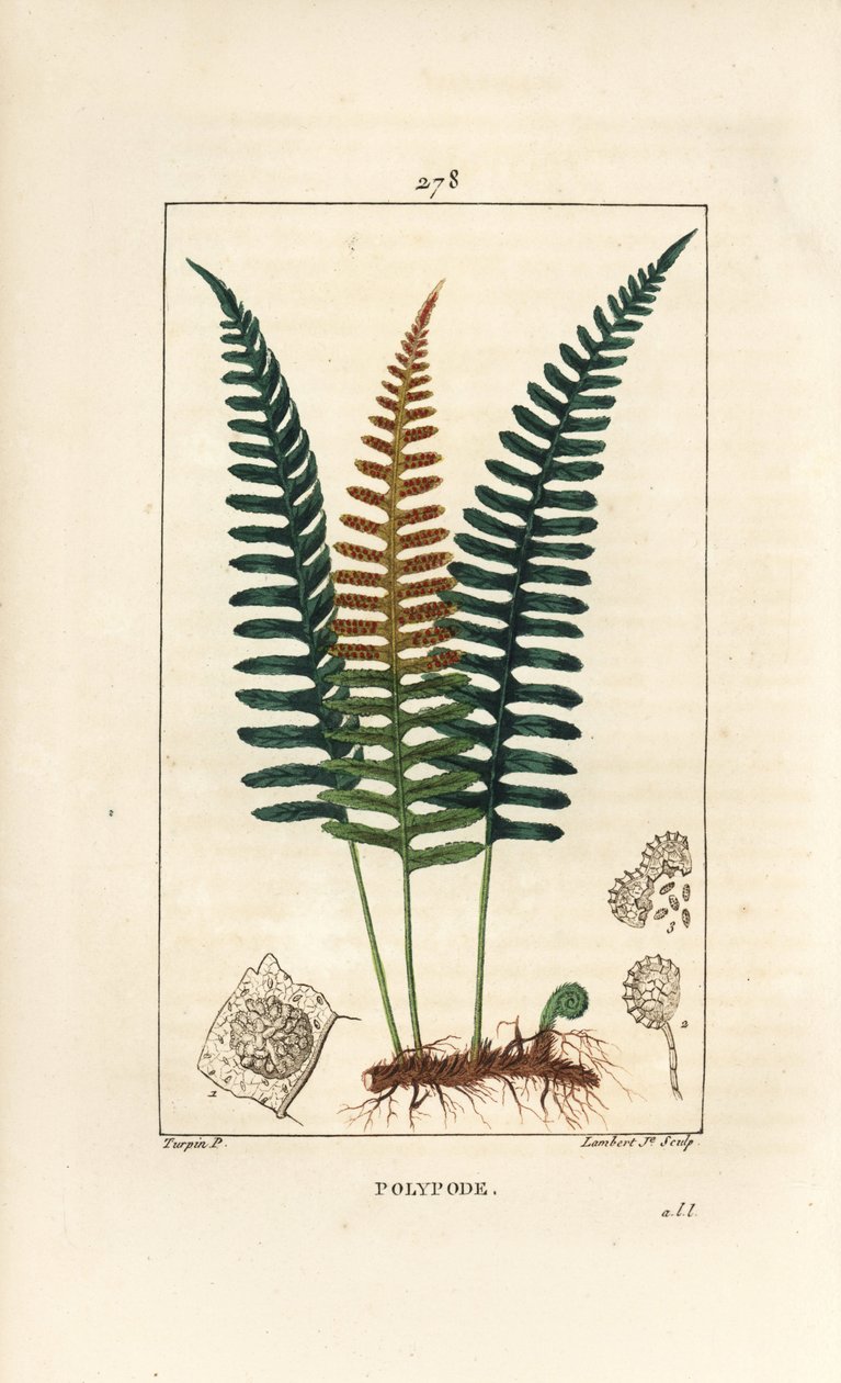 Közönséges soklábú - Polypody páfrány, Polypodium vulgare, levéllel, maggal és gyökérrel. Lambert Junior kézi csíkos rézmetszet Pierre Jean-Francois Turpin rajzából Chaumetonból, Poiret és Chamberet „” La Flore Medicale” című művéből, Paris, P alkotó: Pierre Jean Francois Turpin