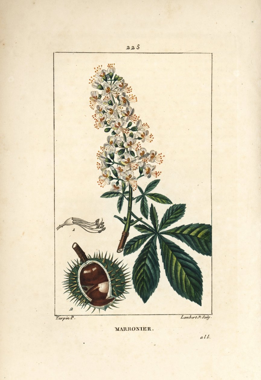 Közönséges gesztenye, gesztenye vagy fehér gesztenye - Horsechestnut, Aesculus hippocastanum. Lambert Junior kézi csíkos rézmetszet Pierre Jean-Francois Turpin rajzából Chaumetonból, Poiret és Chamberet „” La Flore Medicale” című művéből, P alkotó: Pierre Jean Francois Turpin