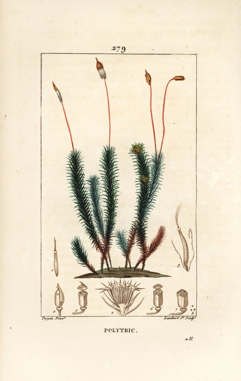 Közönséges polytrichum (hab) - Közönséges hajsapkamoha, Közönséges polytrichum. Lambert Junior kézi csíkos rézmetszet Pierre Jean-Francois Turpin rajzából Chaumetonból, Poiret és Chamberet „” La Flore Medicale” című művéből, Paris, Panckoucke alkotó: Pierre Jean Francois Turpin