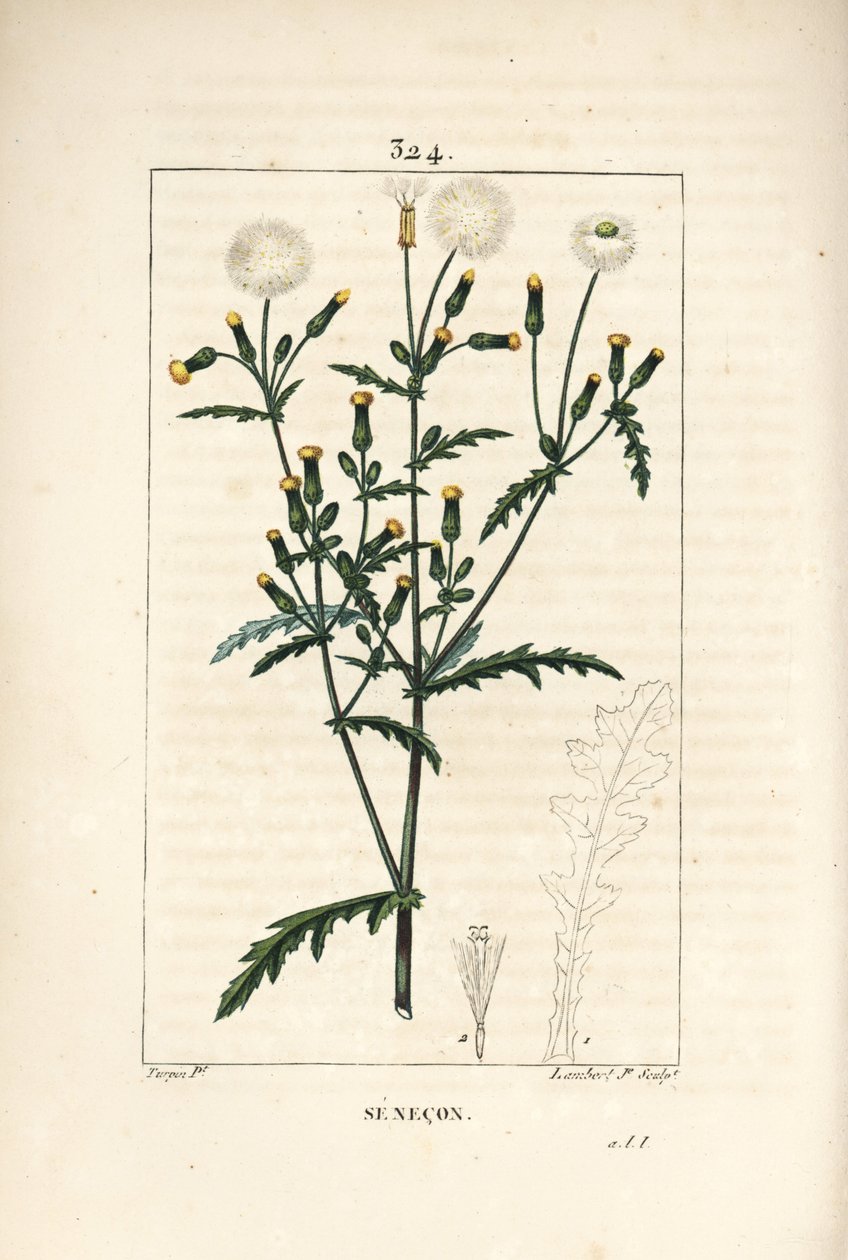 Közönséges senecon - Közönséges ürge, Senecio vulgaris, virág, levél, mag, szár és levél körvonalával. Lambert Junior kézi csíkos rézmetszet Pierre Jean-Francois Turpin rajzából Chaumetonból, Poiret és Chamberet „” La F” című művéből alkotó: Pierre Jean Francois Turpin