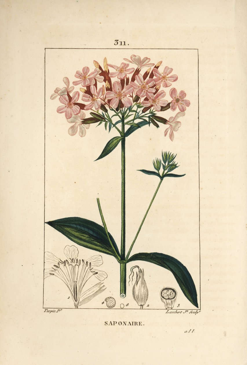 Közönséges szappanfű, Saponaria officinalis, virággal, levéllel, szárral és maggal. Lambert Junior kézi csíkos rézmetszet Pierre Jean-Francois Turpin rajzából Chaumetonból, Poiret és Chamberet „” La Flore Medicale” című művéből, Paris, Panck alkotó: Pierre Jean Francois Turpin