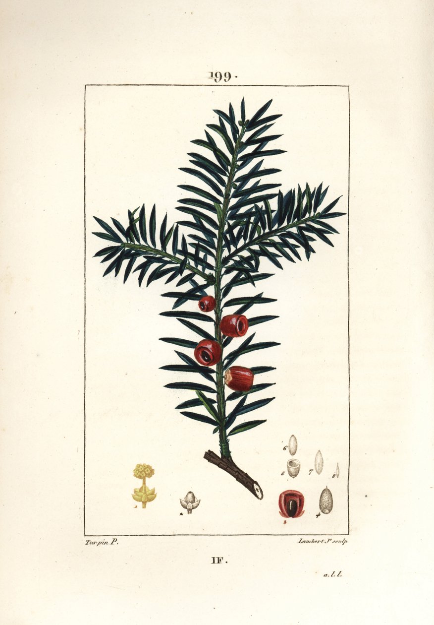Közönséges tiszafa vagy bogyós tiszafa - tiszafa, Taxus baccata. Lambert Junior kézi csíkos rézmetszet Pierre Jean-Francois Turpin rajzából Chaumetonból, Poiret és Chamberet „” La Flore Medicale” című művéből, Paris, Panckoucke alkotó: Pierre Jean Francois Turpin