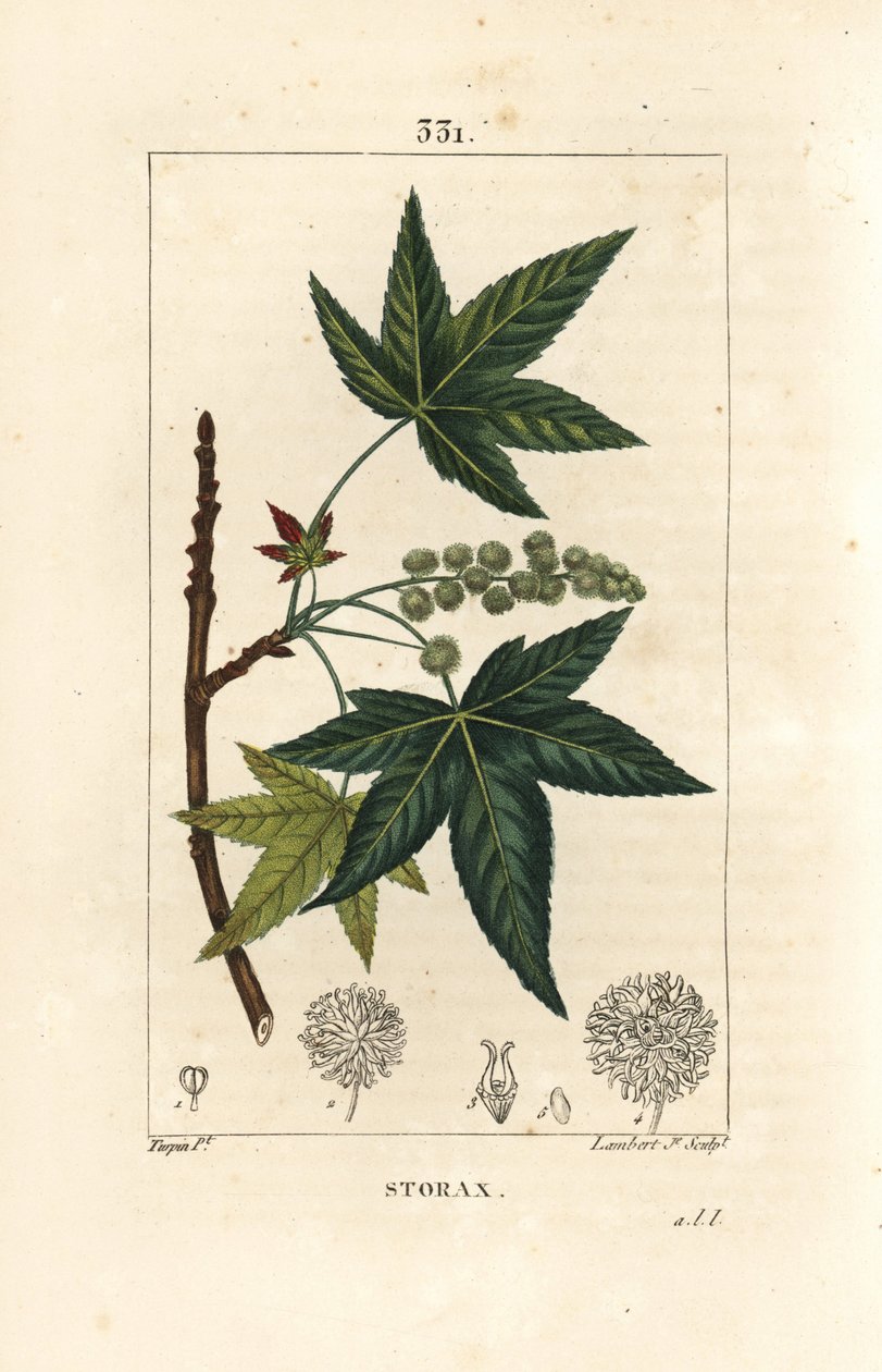 Copalm of America vagy Liquidambar - Storax vagy folyékony borostyán, Liquidambar styraciflua. Lambert Junior kézi csíkos rézmetszet Pierre Jean-Francois Turpin rajzából Chaumetonból, Poiret és Chamberet „” La Flore Medicale” című művéből, Pa alkotó: Pierre Jean Francois Turpin
