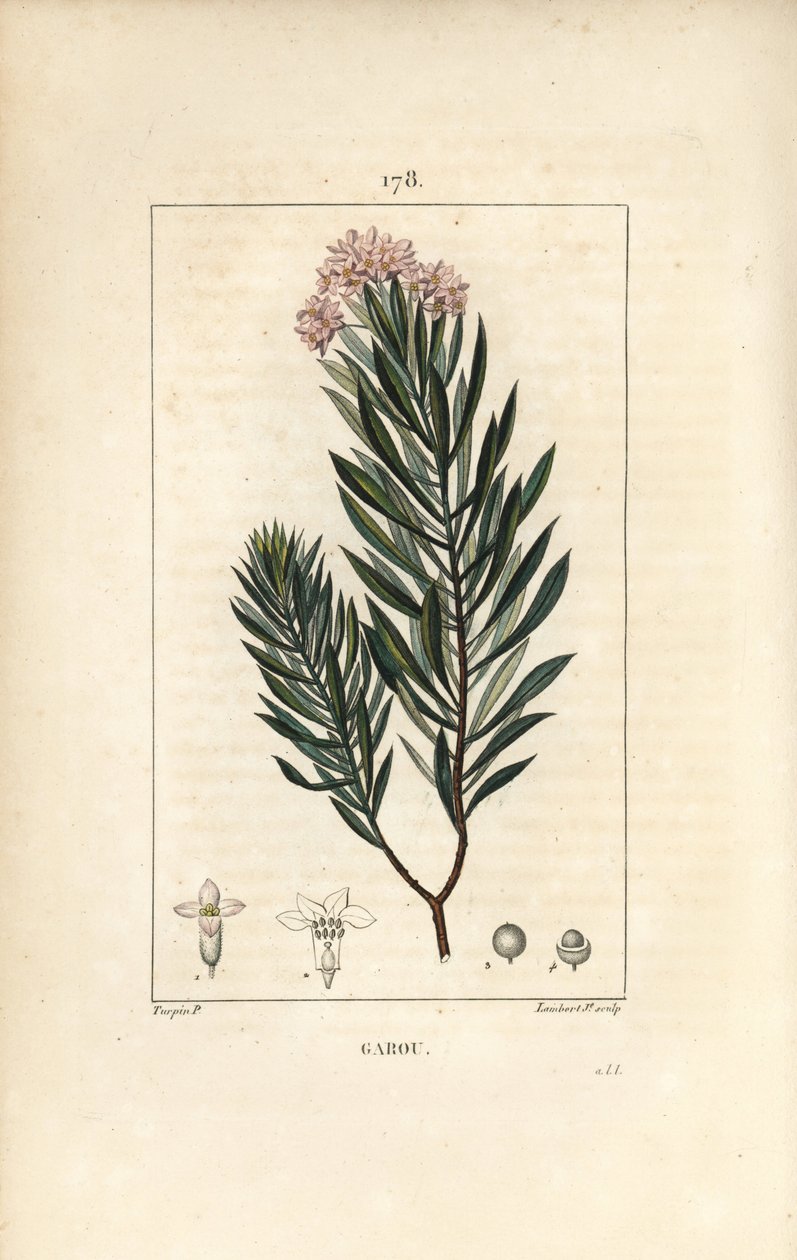 Daphne garou, Thymele vagy Saint Bois - Spurge len, Daphne gnidium. Lambert Junior kézi csíkos rézmetszet Pierre Jean-Francois Turpin rajzából Chaumetonból, Poiret és Chamberet „” La Flore Medicale” című művéből, Paris, Panckoucke alkotó: Pierre Jean Francois Turpin