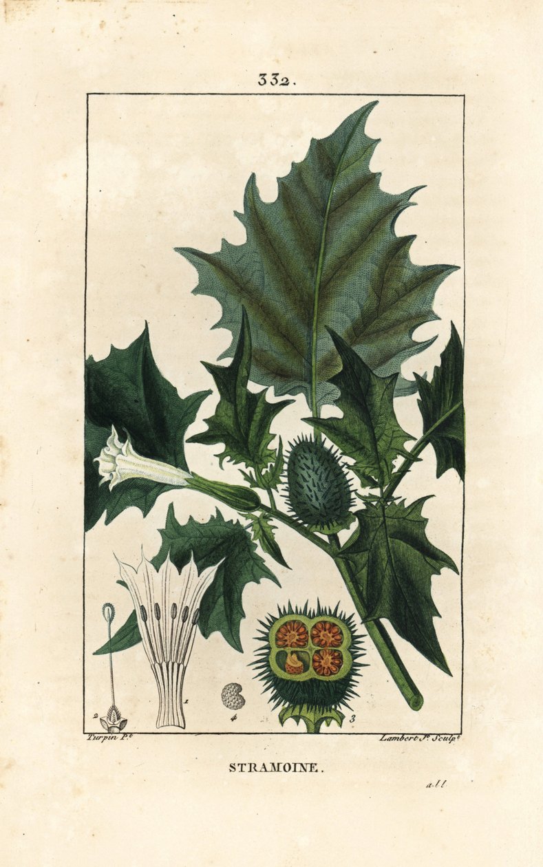 Datura officinal, Stramoine vagy tüskés alma - Tövis alma, lófű vagy jimson gyom, Datura stramonium. Lambert Junior kézi csíkos rézmetszet Pierre Jean-Francois Turpin rajzából Chaumetonból, Poiret és Chamberet „” La” című művéből alkotó: Pierre Jean Francois Turpin