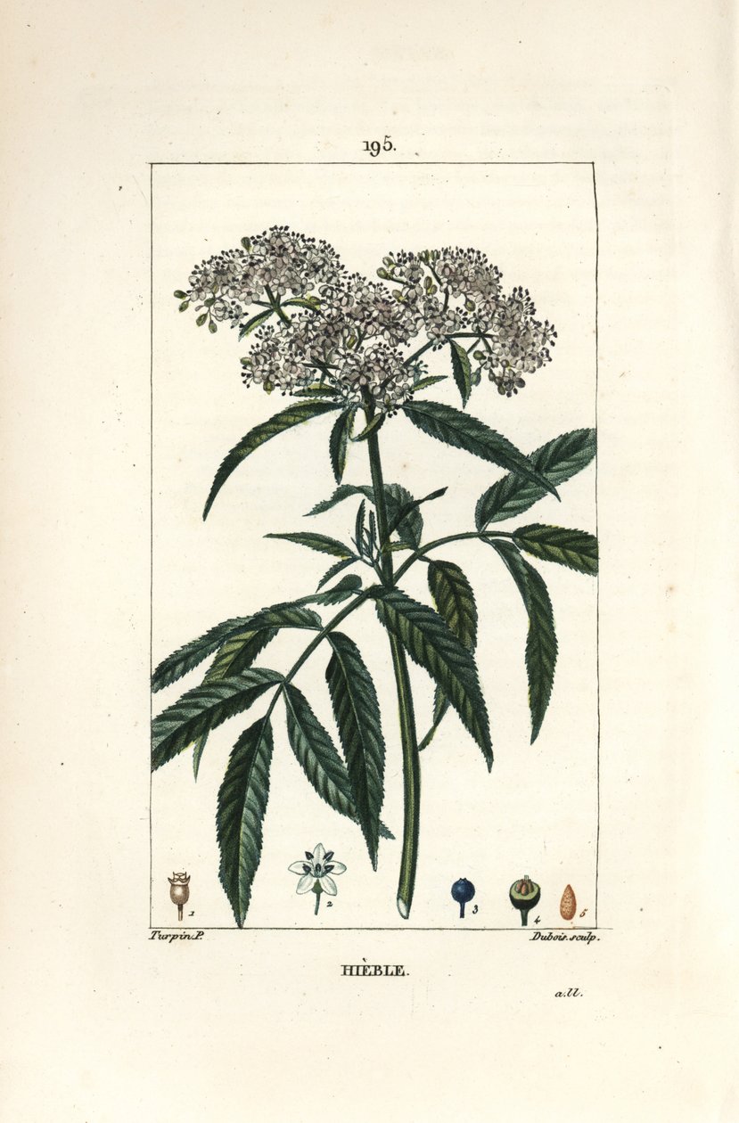 Törpebodza - Törpebodza, Sambucus humilis. Lambert Junior kézi csíkos rézmetszet Pierre Jean-Francois Turpin rajzából Chaumetonból, Poiret és Chamberet „” La Flore Medicale” című művéből, Paris, Panckoucke alkotó: Pierre Jean Francois Turpin