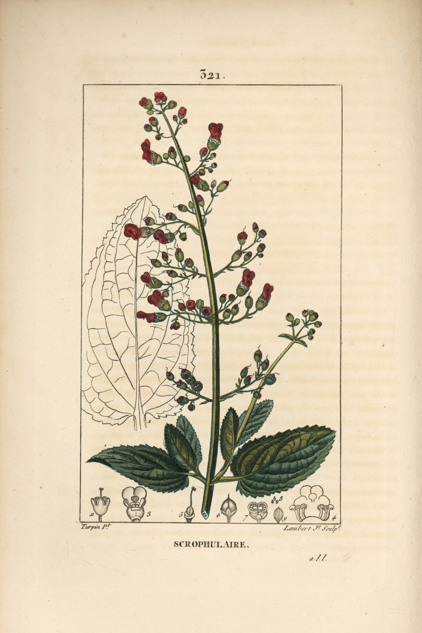 Fügefű, Scrophularia aquatica, virág, levél, szár, mag és levél körvonalával. Lambert Junior kézi csíkos rézmetszet Pierre Jean-Francois Turpin rajzából Chaumetonból, Poiret és Chamberet „” La F” című művéből alkotó: Pierre Jean Francois Turpin