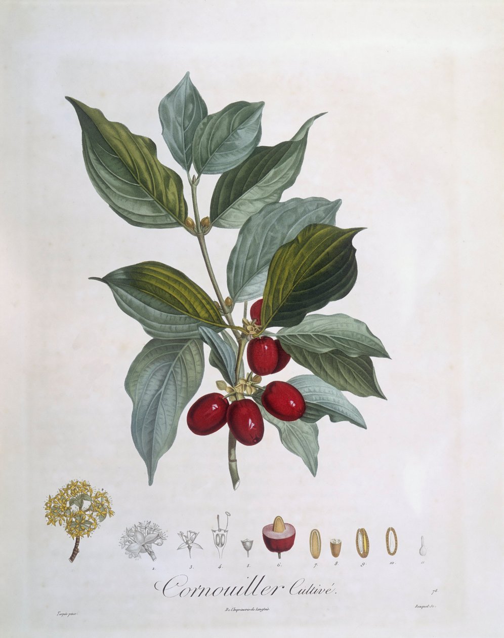 Európai Cornel (Cornus mas), Henry Louis Duhamel du Monceau, Pierre Jean Francois Turpin botanikai lemeze alkotó: Pierre Jean Francois Turpin
