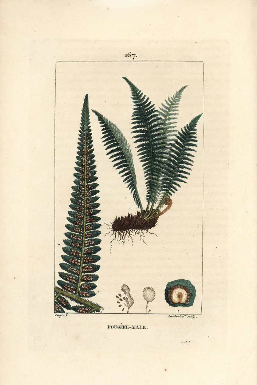 Fergere hím - Hím pajzspáfrány, Dryopteris filix-mas. Lambert Junior kézi csíkos rézmetszete Pierre Jean-Francois Turpin Chaumeton rajzából, Poiret et Chamberet „” La Flore Medicale” című művéből, Paris, Panckoucke alkotó: Pierre Jean Francois Turpin