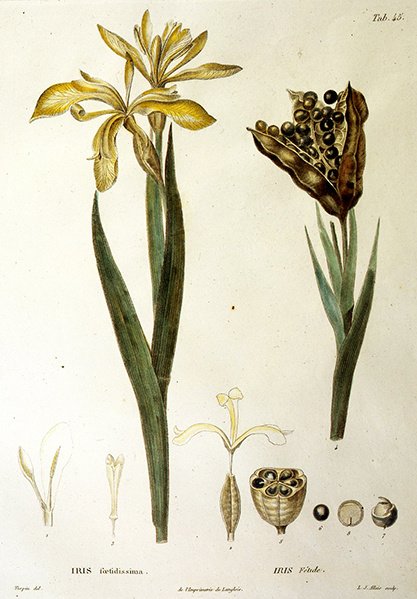Fetid Iris, L. J. Allais metszet (kézzel színezett metszet) alkotó: Pierre Jean Francois Turpin
