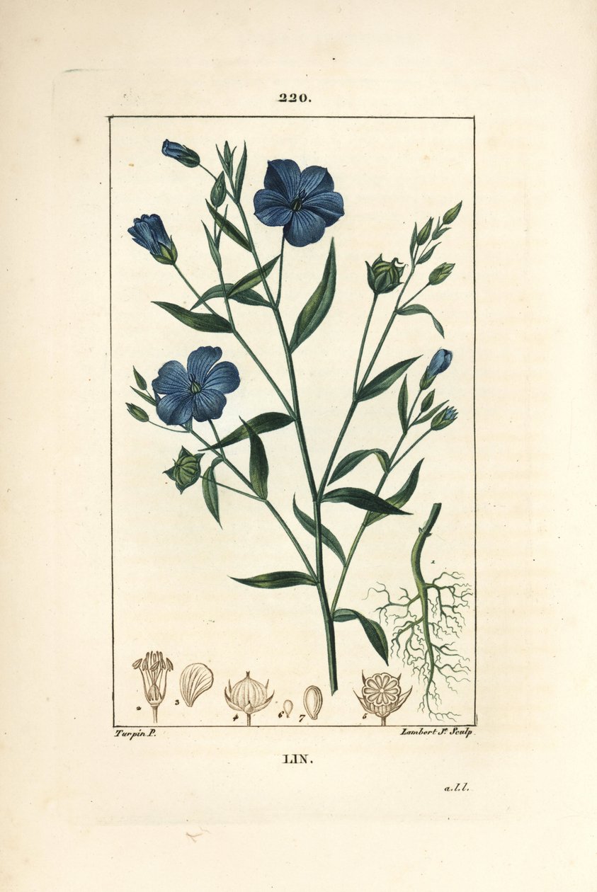 Len - Lenmag, Linum sativum. Lambert Junior kézi csíkos rézmetszet Pierre Jean-Francois Turpin rajzából Chaumetonból, Poiret és Chamberet „” La Flore Medicale” című művéből, Paris, Panckoucke alkotó: Pierre Jean Francois Turpin