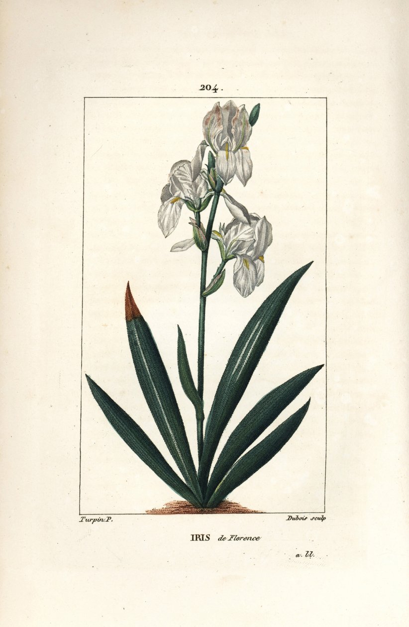Firenzei írisz, Firenzei írisz - Firenzei írisz, Iris florentina, virág és levél. Dubois kézzel színezett rézmetszet, Pierre Jean-Francois Turpin rajzából Chaumetonból, Poiret és Chamberet „” La Flore Medicale” című művéből, Paris, Pan alkotó: Pierre Jean Francois Turpin